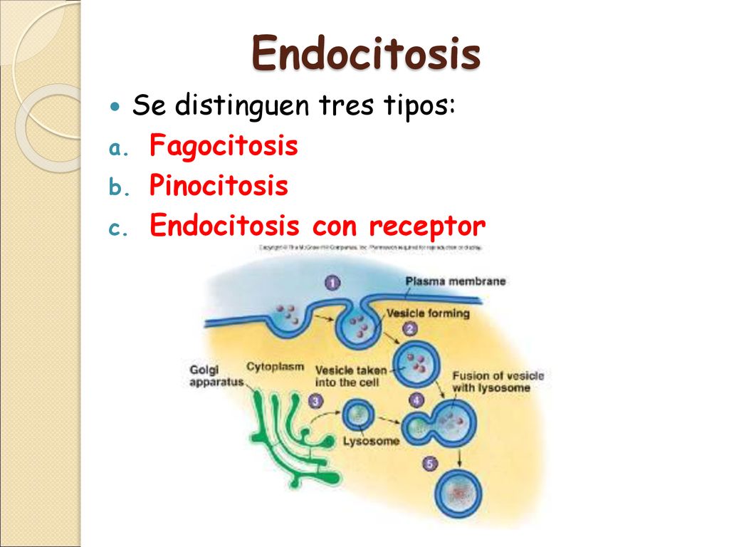 Endocitosis Se distinguen tres tipos: Fagocitosis Pinocitosis