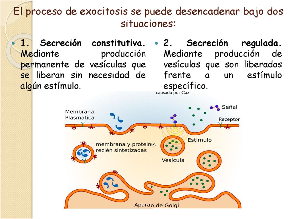 El proceso de exocitosis se puede desencadenar bajo dos situaciones: