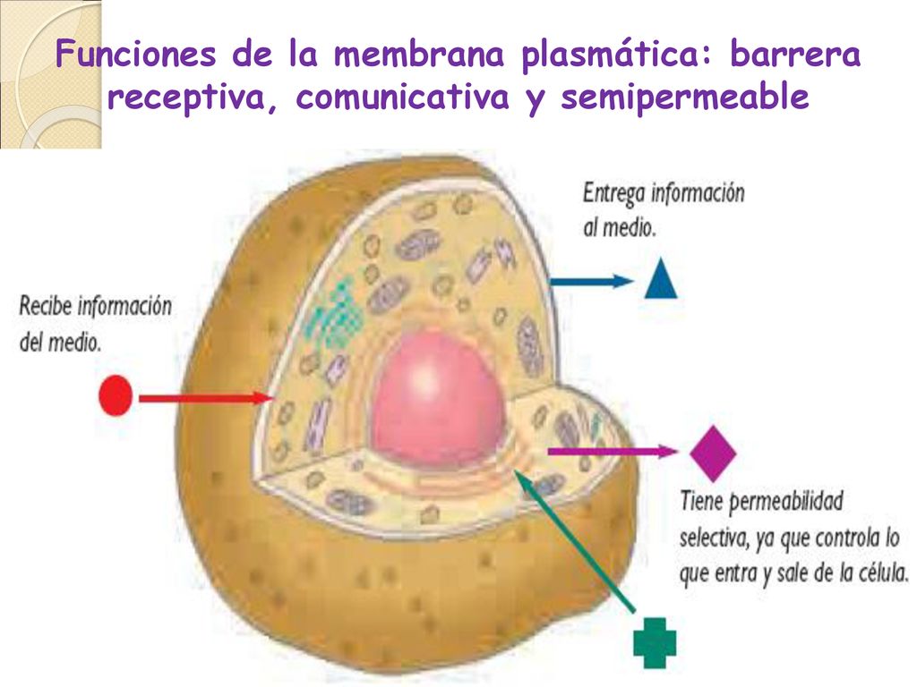 Funciones de la membrana plasmática: barrera receptiva, comunicativa y semipermeable