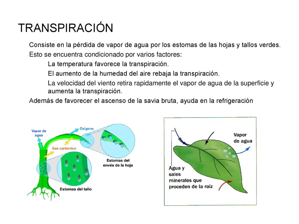 TRANSPIRACIÓN Consiste en la pérdida de vapor de agua por los estomas de las hojas y tallos verdes.