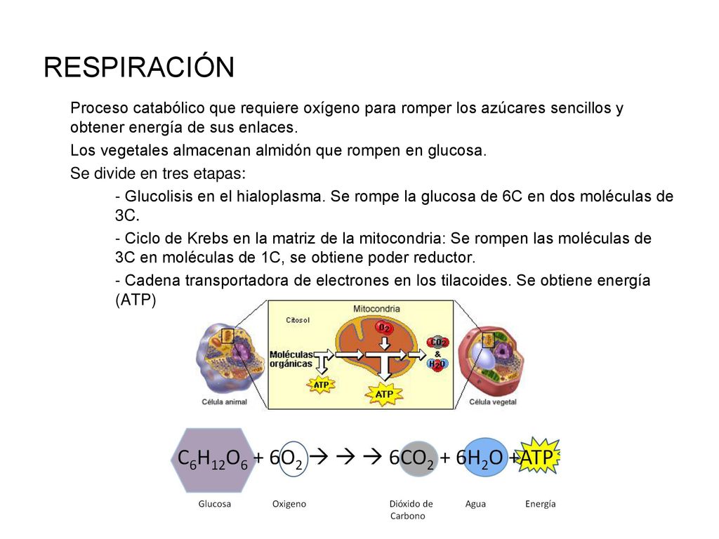 RESPIRACIÓN Proceso catabólico que requiere oxígeno para romper los azúcares sencillos y obtener energía de sus enlaces.