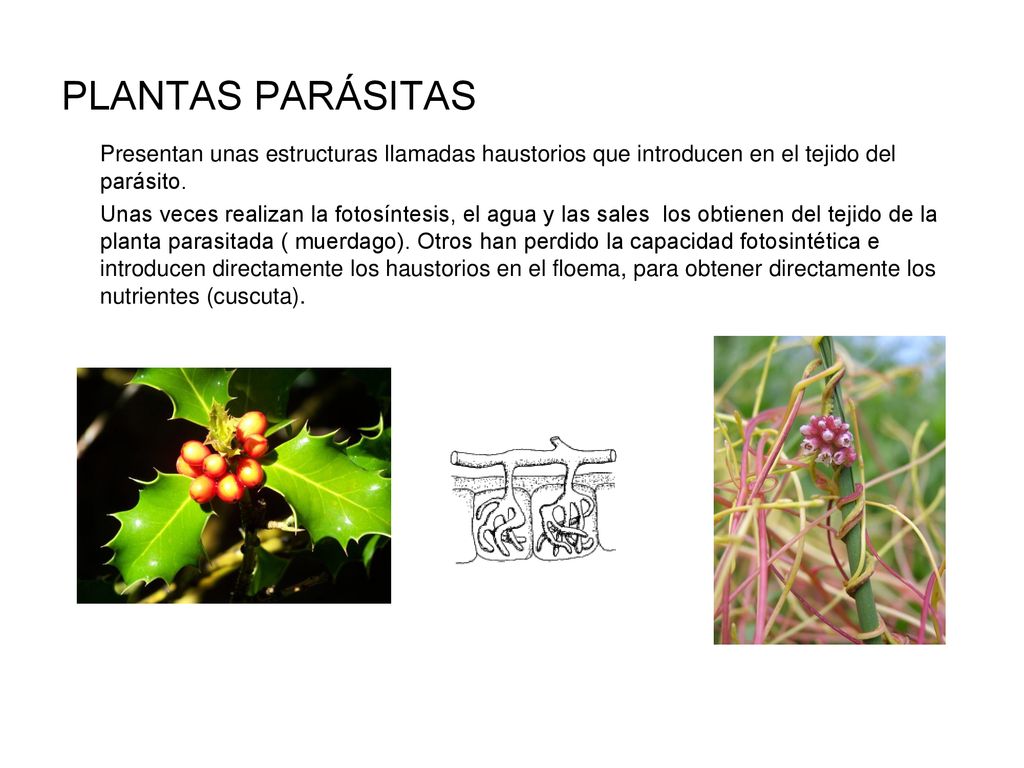 PLANTAS PARÁSITAS Presentan unas estructuras llamadas haustorios que introducen en el tejido del parásito.