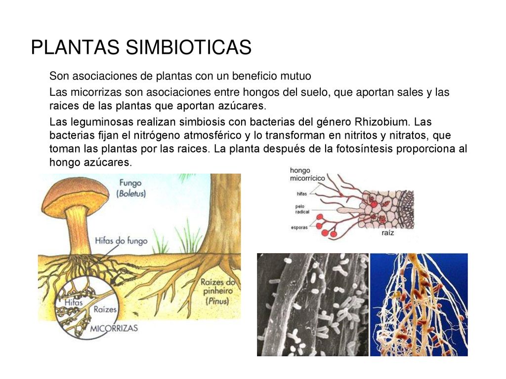 PLANTAS SIMBIOTICAS Son asociaciones de plantas con un beneficio mutuo