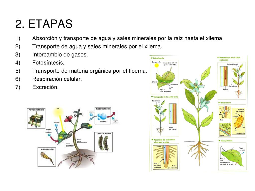 2. ETAPAS Absorción y transporte de agua y sales minerales por la raiz hasta el xilema. Transporte de agua y sales minerales por el xilema.