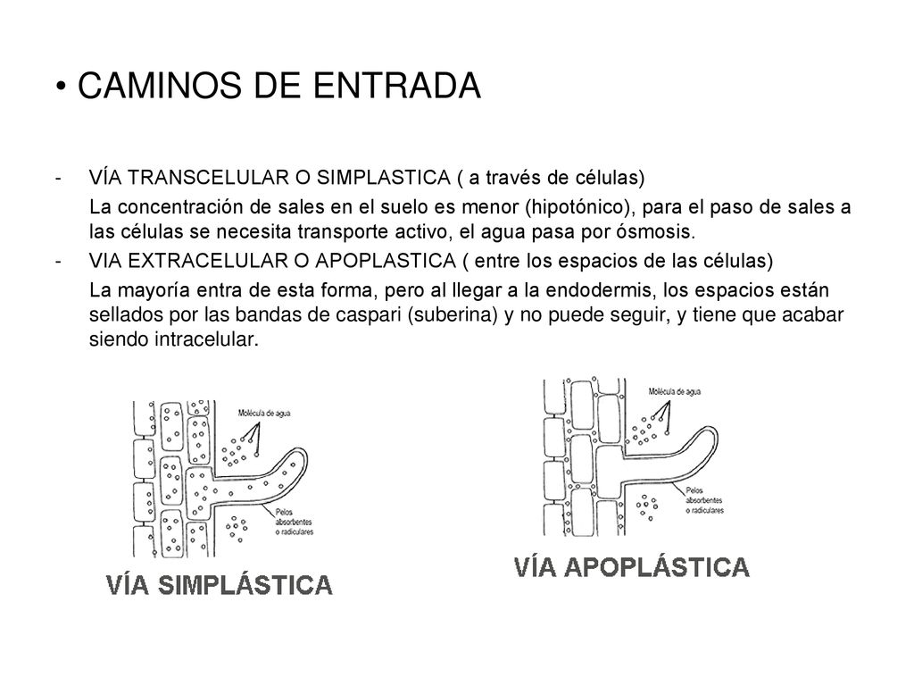 CAMINOS DE ENTRADA VÍA TRANSCELULAR O SIMPLASTICA ( a través de células)