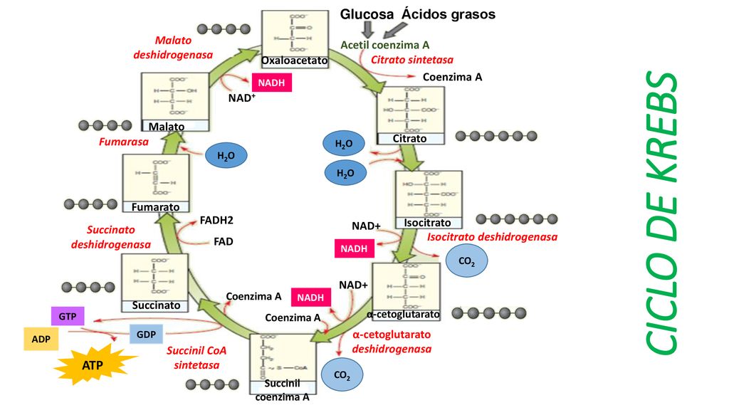 CICLO DE KREBS Glucosa Ácidos grasos ATP Malato Acetil coenzima A