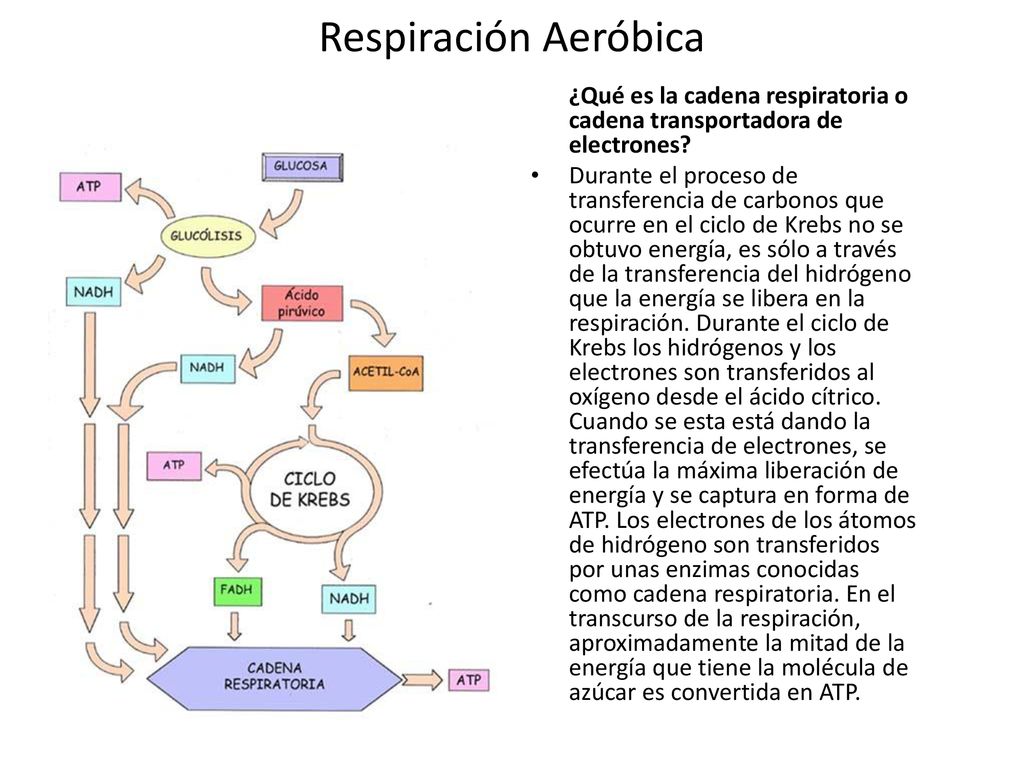 Respiración Aeróbica ¿Qué es la cadena respiratoria o cadena transportadora de electrones