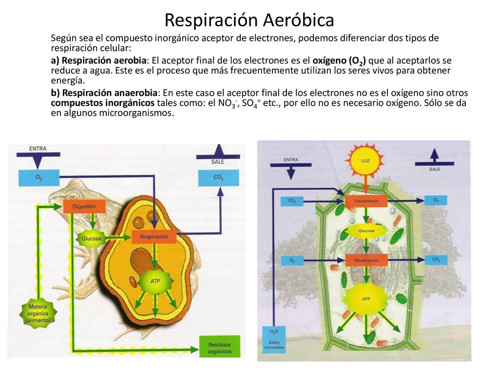 Respiración Aeróbica Según sea el compuesto inorgánico aceptor de electrones, podemos diferenciar dos tipos de respiración celular: