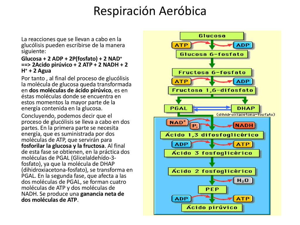 Respiración Aeróbica La reacciones que se llevan a cabo en la glucólisis pueden escribirse de la manera siguiente: