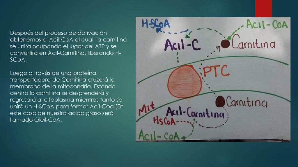 Después del proceso de activación obtenemos el Acil-CoA al cual la carnitina se unirá ocupando el lugar del ATP y se convertirá en Acil-Carnitina, liberando H-SCoA.