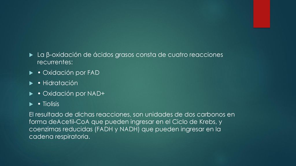 La β-oxidación de ácidos grasos consta de cuatro reacciones recurrentes: