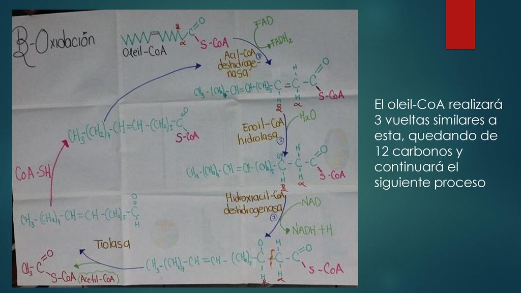 El oleil-CoA realizará 3 vueltas similares a esta, quedando de 12 carbonos y continuará el siguiente proceso