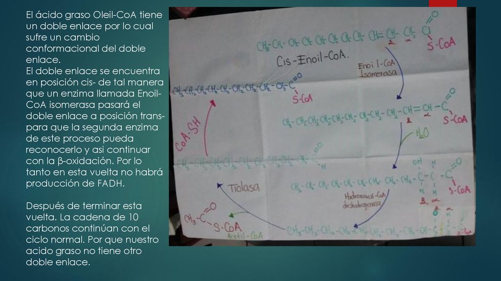 El ácido graso Oleil-CoA tiene un doble enlace por lo cual sufre un cambio conformacional del doble enlace.