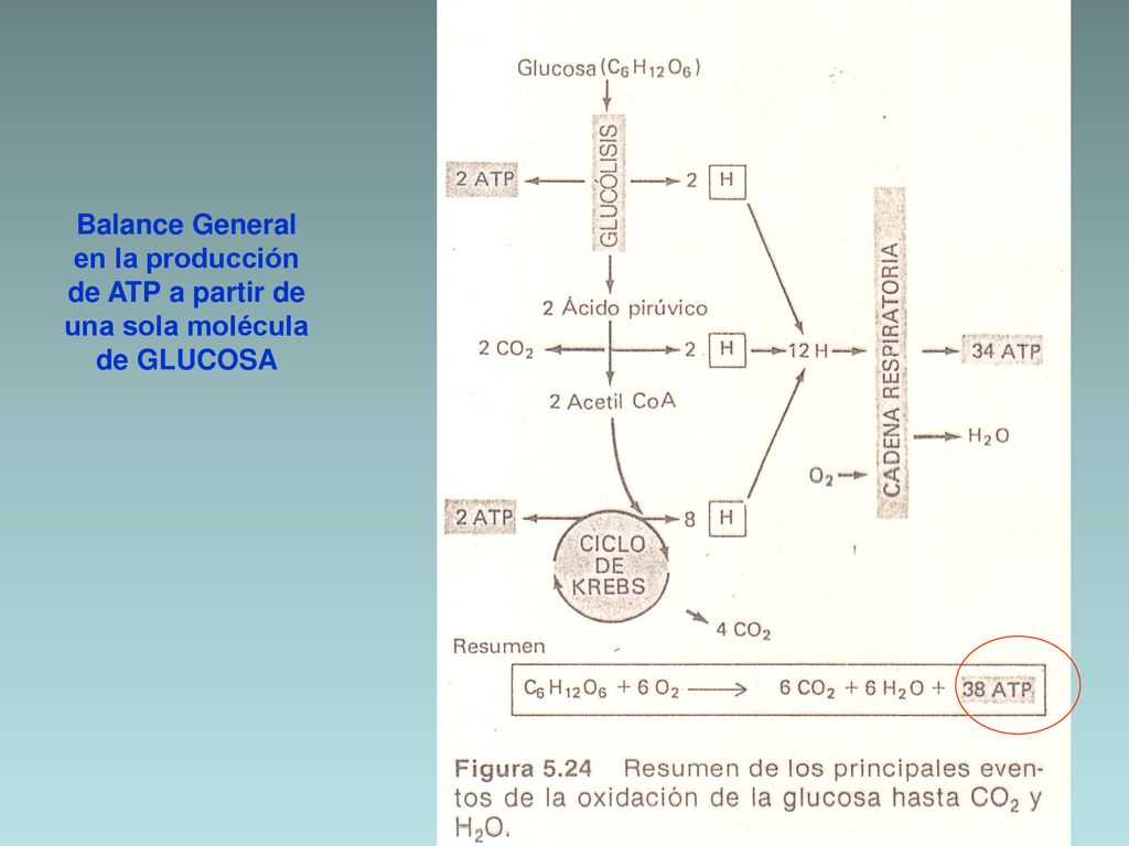 Balance General en la producción de ATP a partir de una sola molécula de GLUCOSA