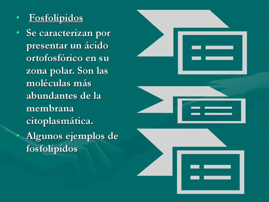 Fosfolípidos Se caracterizan por presentar un ácido ortofosfórico en su zona polar. Son las moléculas más abundantes de la membrana citoplasmática.