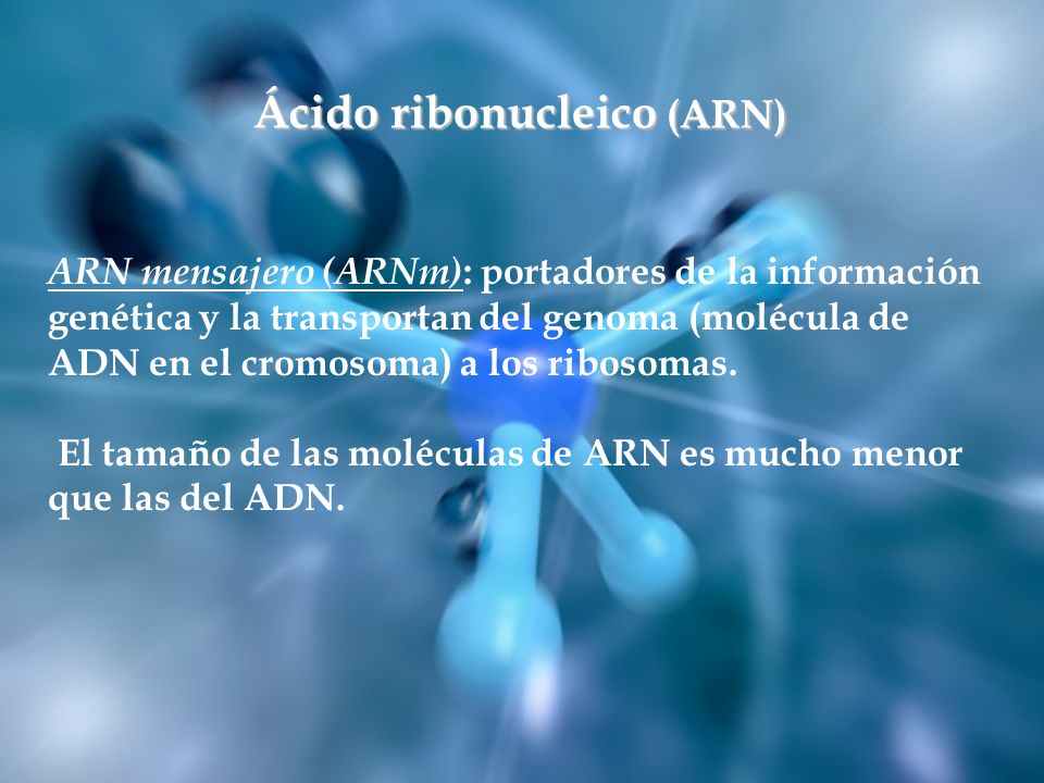 Ácido ribonucleico (ARN)