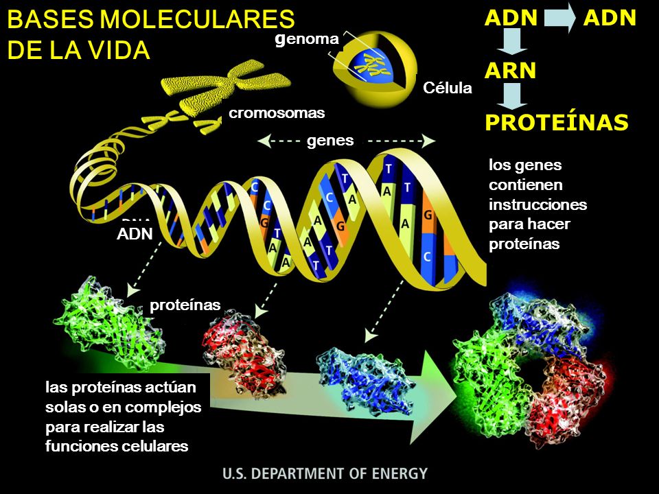 BASES MOLECULARES DE LA VIDA ADN ADN ARN PROTEÍNAS genoma Célula