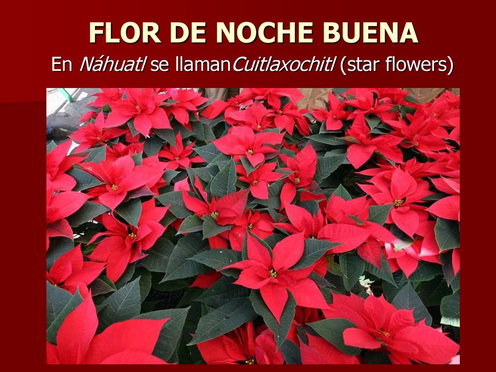 FLOR DE NOCHE BUENA En Náhuatl se llamanCuitlaxochitl (star flowers)