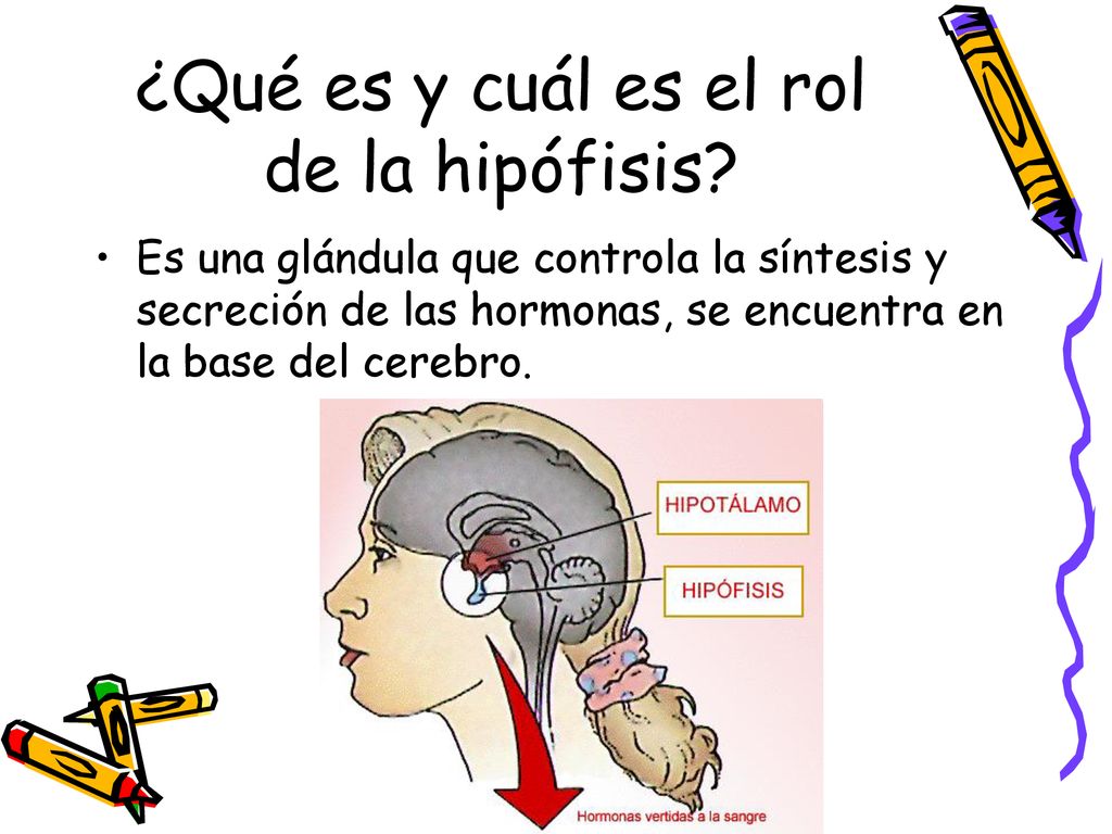 ¿Qué es y cuál es el rol de la hipófisis