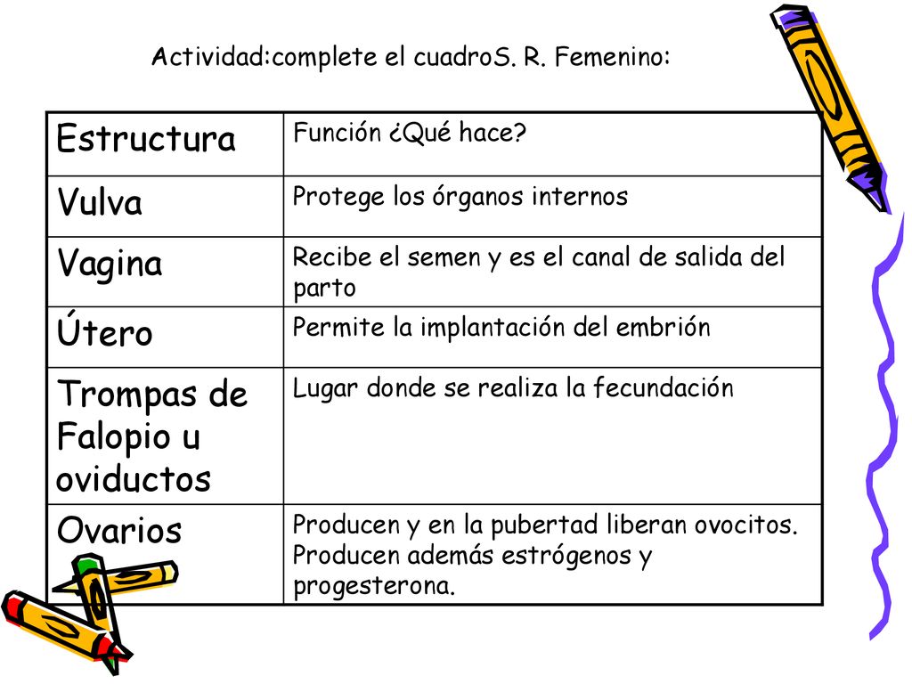 Actividad:complete el cuadroS. R. Femenino: