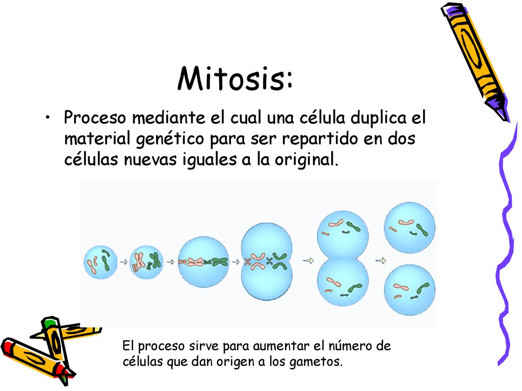 Mitosis: Proceso mediante el cual una célula duplica el material genético para ser repartido en dos células nuevas iguales a la original.