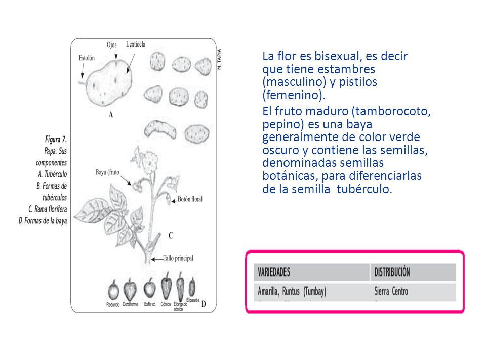 La flor es bisexual, es decir que tiene estambres (masculino) y pistilos (femenino).