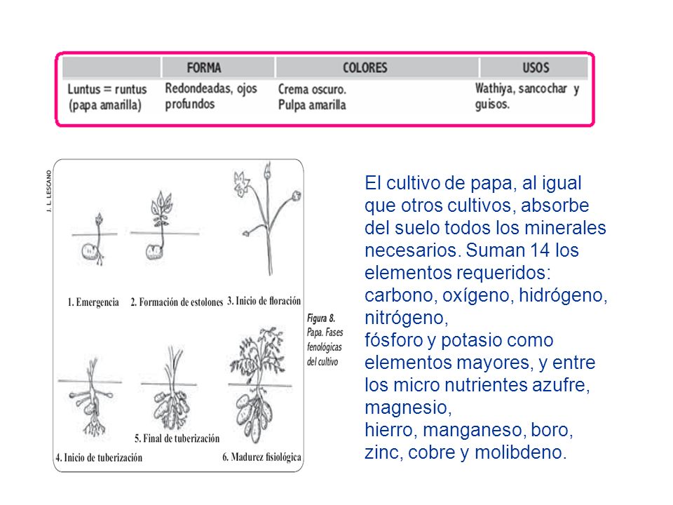 El cultivo de papa, al igual que otros cultivos, absorbe del suelo todos los minerales