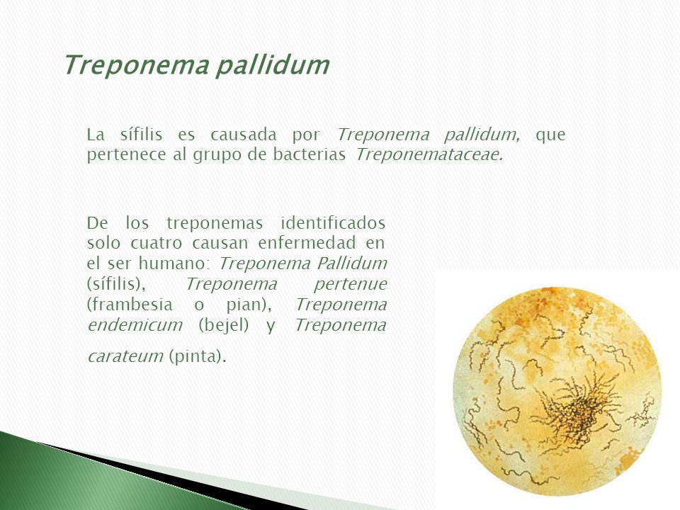 Treponema pallidum La sífilis es causada por Treponema pallidum, que pertenece al grupo de bacterias Treponemataceae.