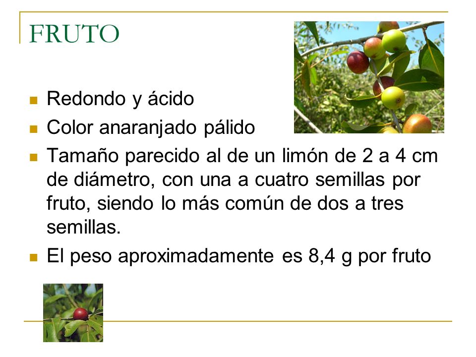 FRUTO Redondo y ácido Color anaranjado pálido
