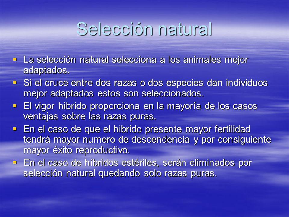 Selección natural La selección natural selecciona a los animales mejor adaptados.