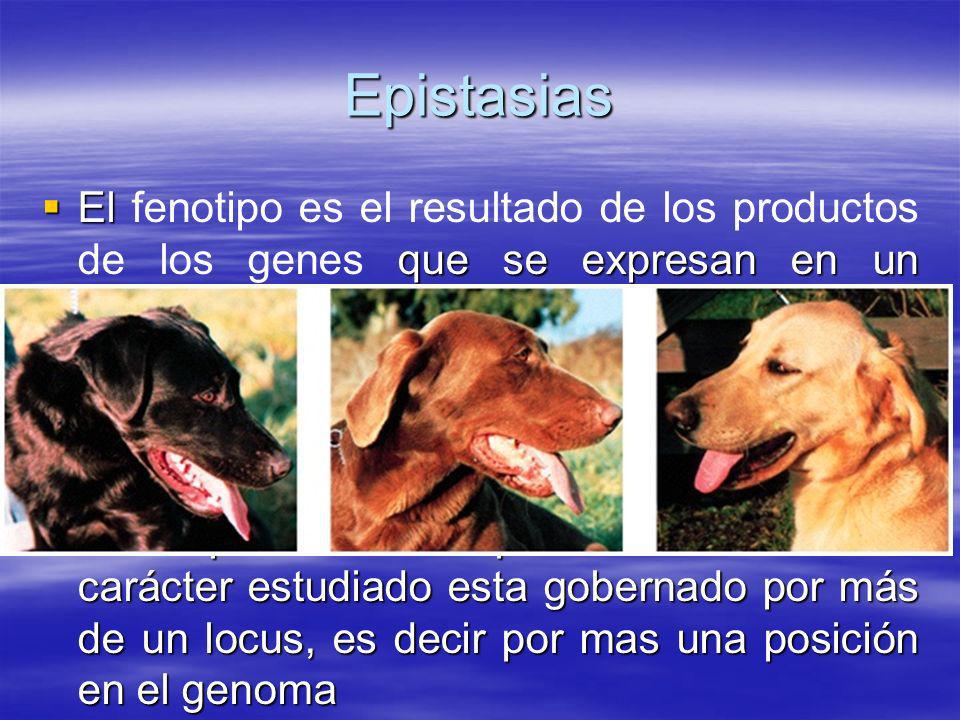 Epistasias El fenotipo es el resultado de los productos de los genes que se expresan en un ambiente dado.