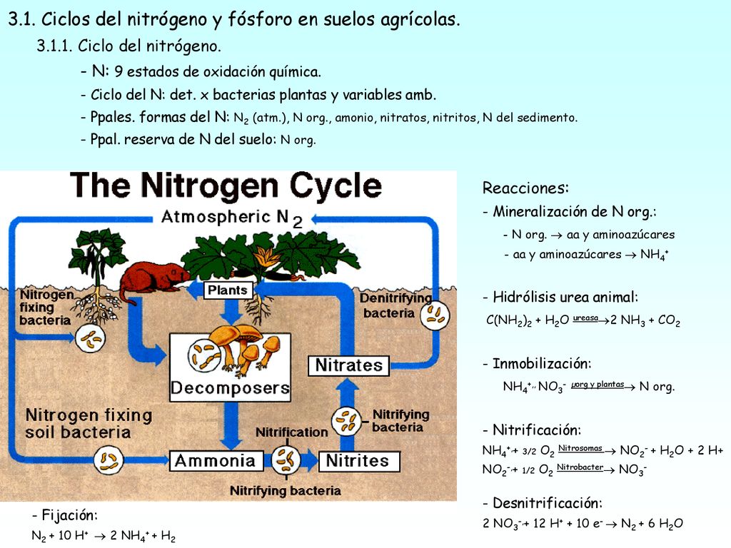 3.1. Ciclos del nitrógeno y fósforo en suelos agrícolas.