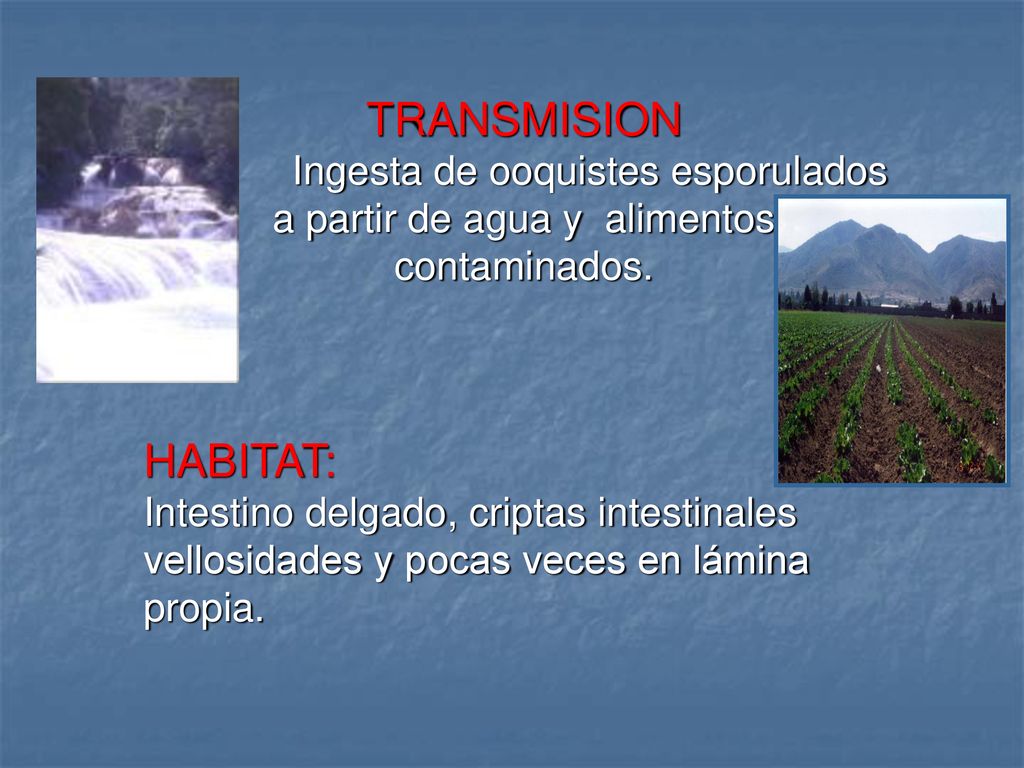 TRANSMISION Ingesta de ooquistes esporulados a partir de agua y alimentos contaminados.