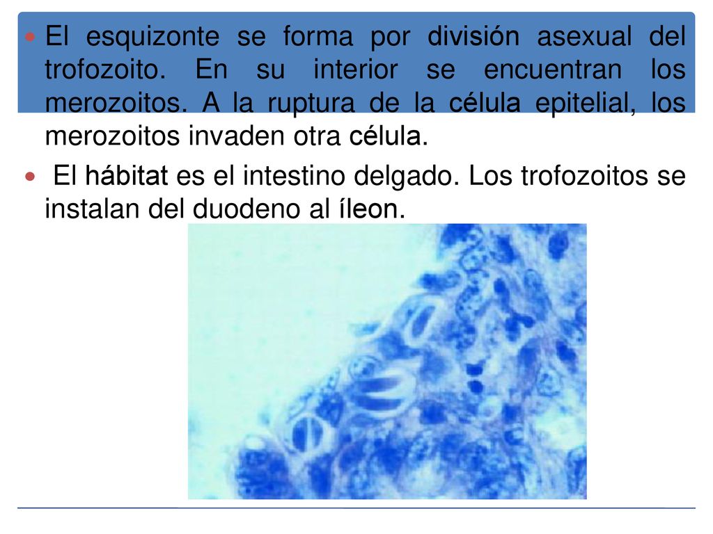 El esquizonte se forma por división asexual del trofozoito