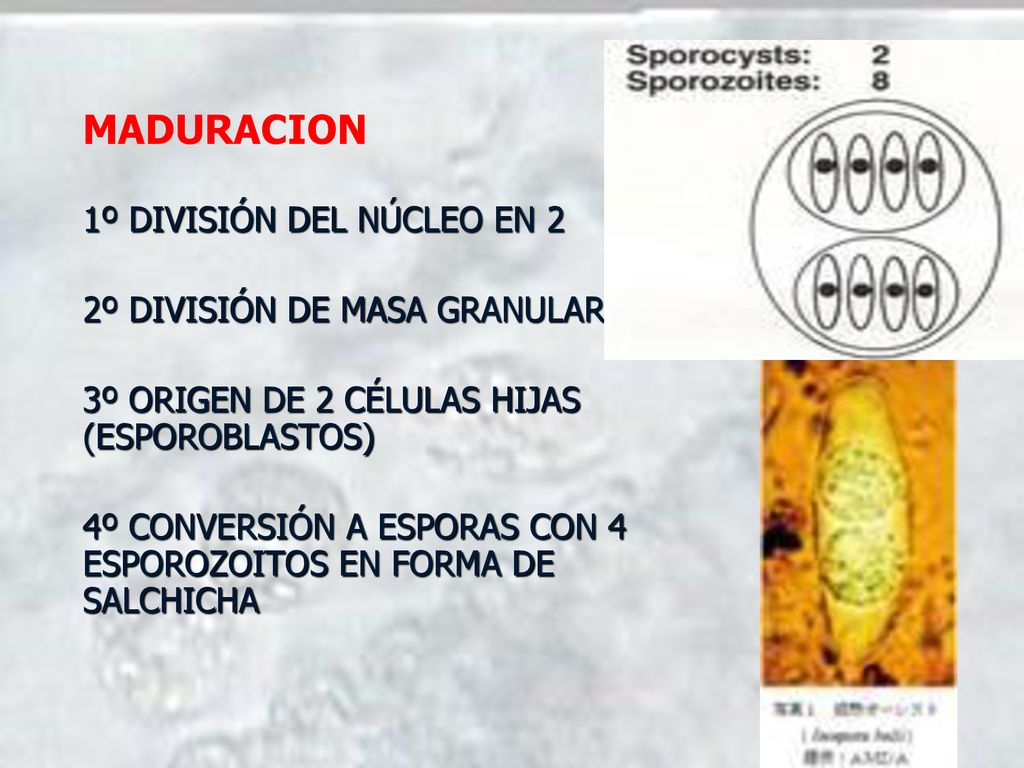 MADURACION 1º DIVISIÓN DEL NÚCLEO EN 2 2º DIVISIÓN DE MASA GRANULAR