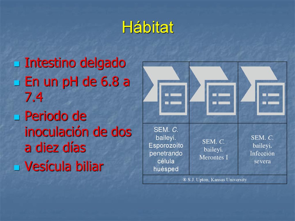 Hábitat Intestino delgado En un pH de 6.8 a 7.4