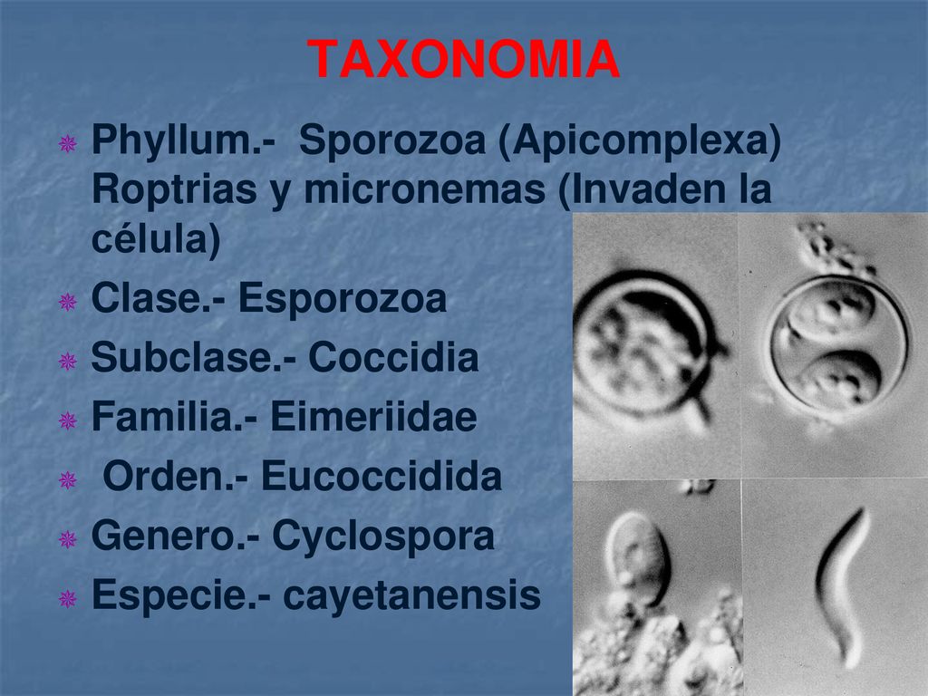 TAXONOMIA Phyllum.- Sporozoa (Apicomplexa) Roptrias y micronemas (Invaden la célula) Clase.- Esporozoa.