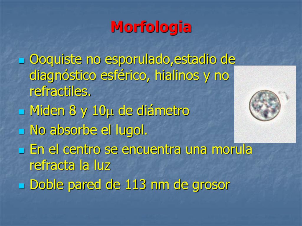 Morfologia Ooquiste no esporulado,estadio de diagnóstico esférico, hialinos y no refractiles. Miden 8 y 10 de diámetro.