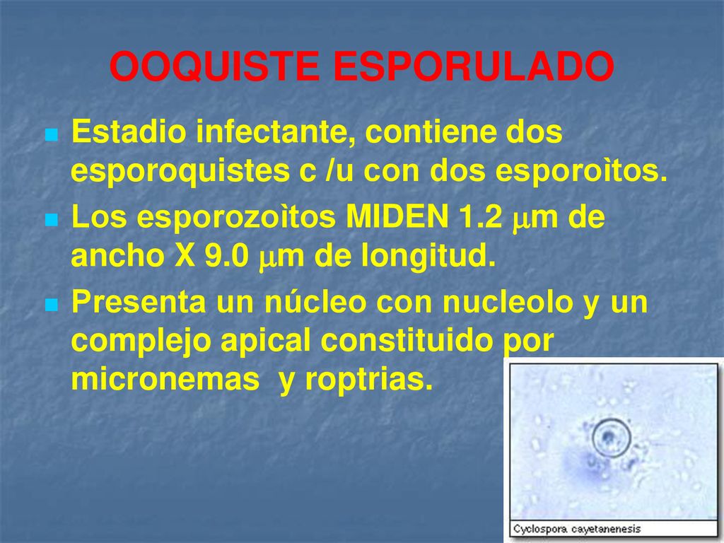 OOQUISTE ESPORULADO Estadio infectante, contiene dos esporoquistes c /u con dos esporoìtos.