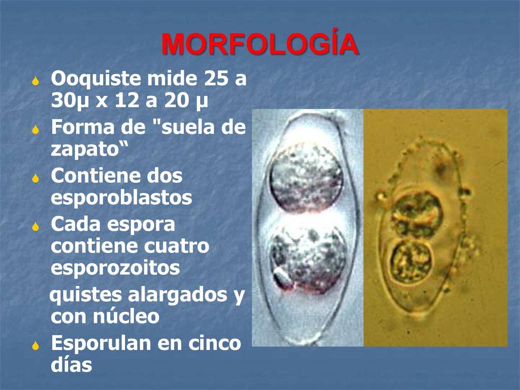 MORFOLOGÍA Ooquiste mide 25 a 30μ x 12 a 20 μ