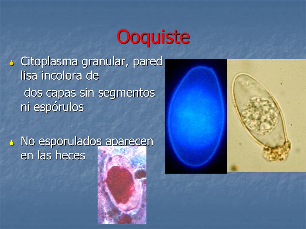 Ooquiste Citoplasma granular, pared lisa incolora de