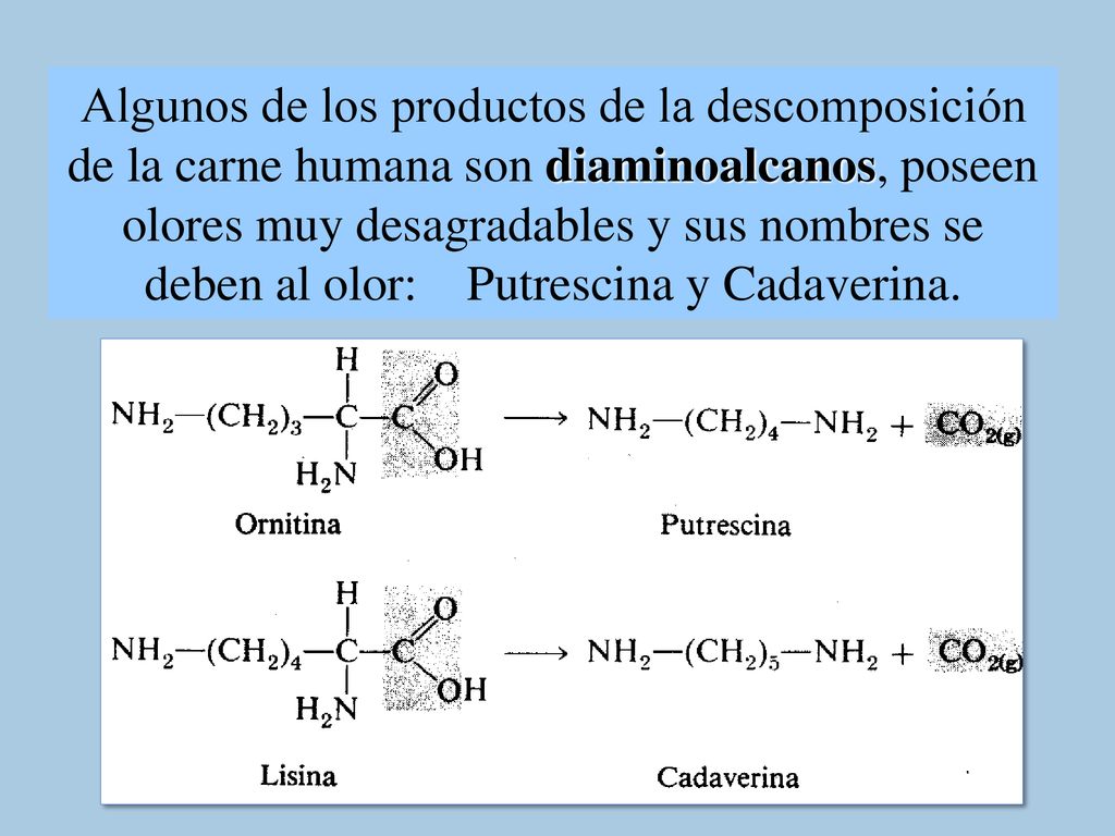 Algunos de los productos de la descomposición de la carne humana son diaminoalcanos, poseen olores muy desagradables y sus nombres se deben al olor: Putrescina y Cadaverina.