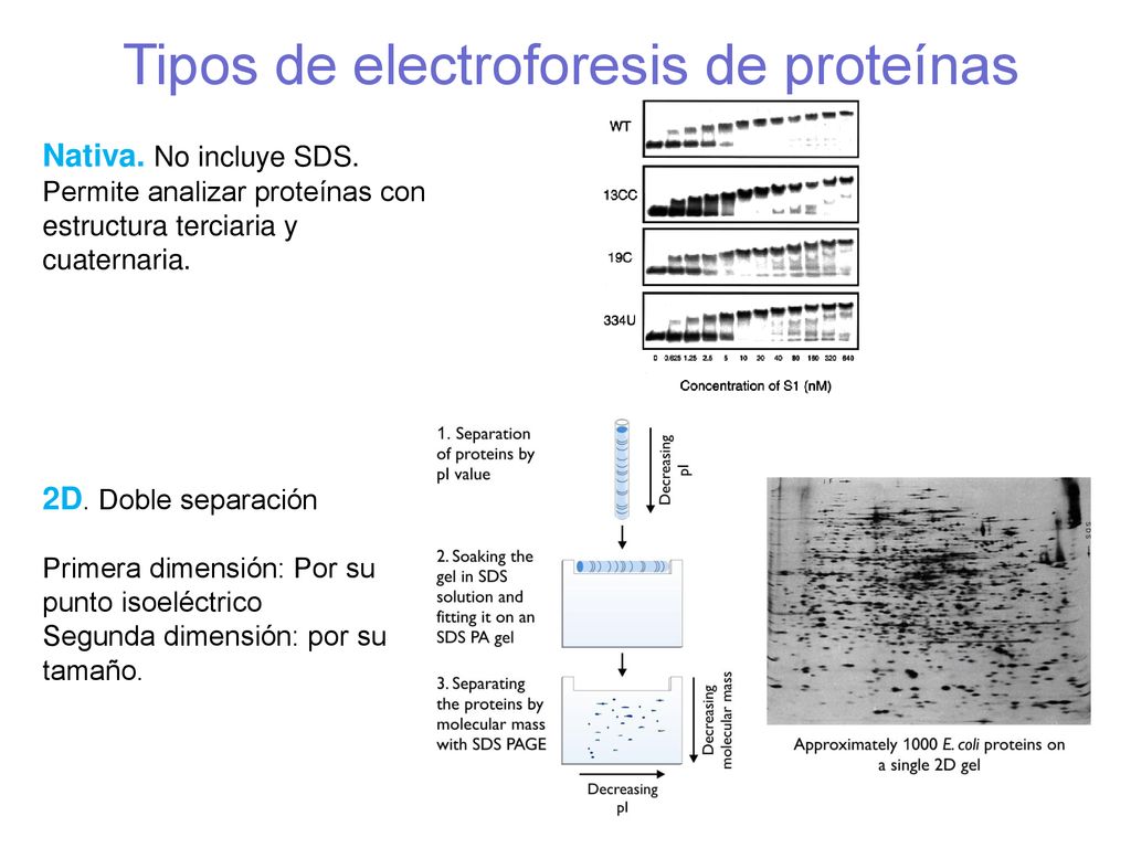 Tipos de electroforesis de proteínas