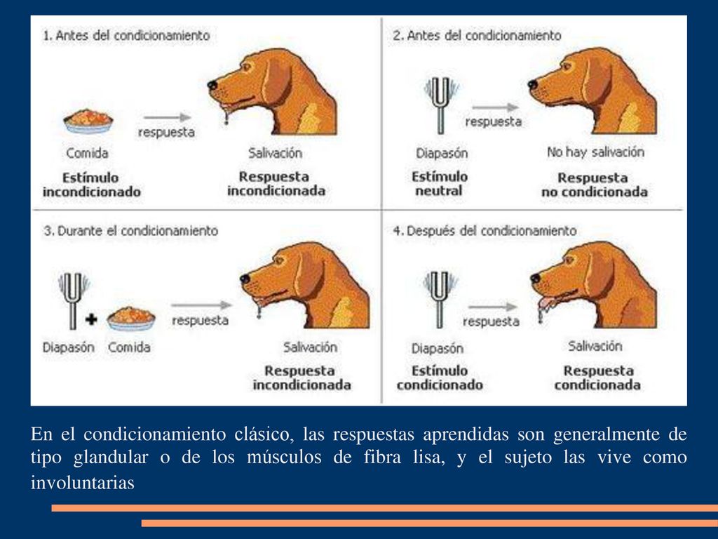 En el condicionamiento clásico, las respuestas aprendidas son generalmente de tipo glandular o de los músculos de fibra lisa, y el sujeto las vive como involuntarias