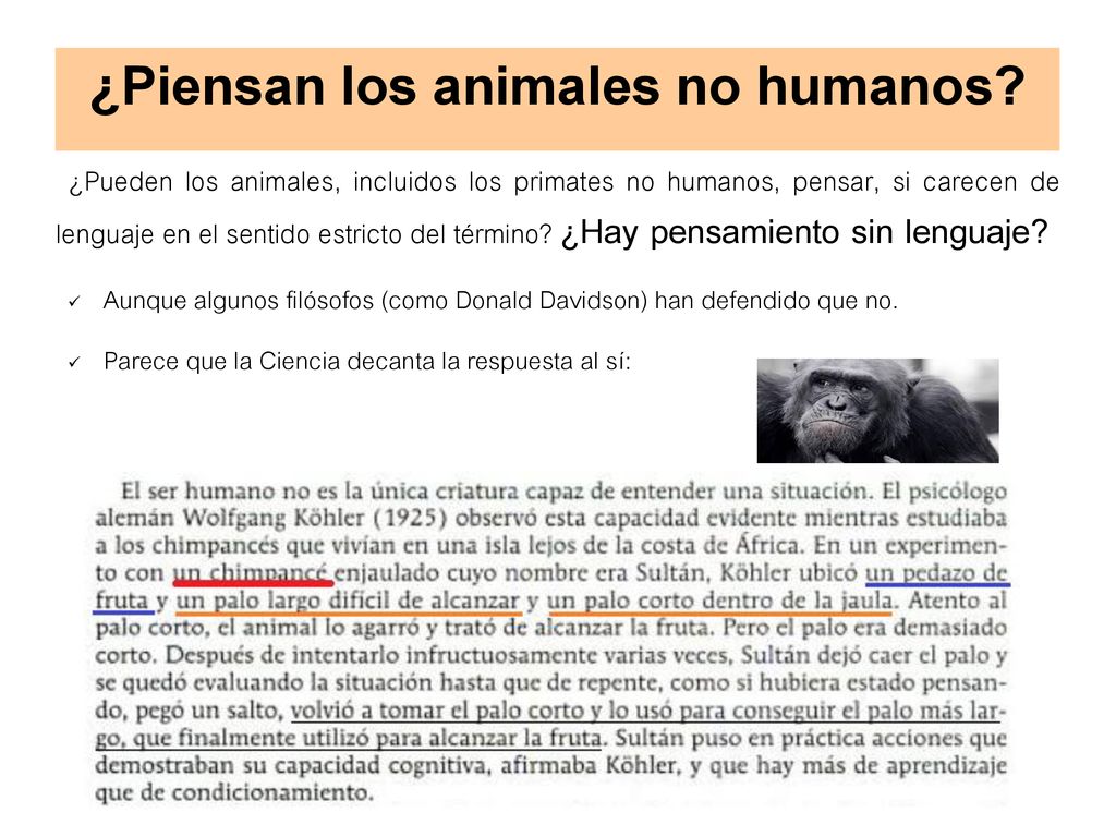 ¿Piensan los animales no humanos