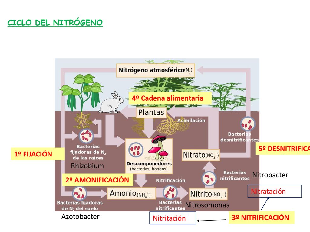 CICLO DEL NITRÓGENO 4º Cadena alimentaria. 5º DESNITRIFICACIÓN. 1º FIJACIÓN. Rhizobium. Nitrobacter.