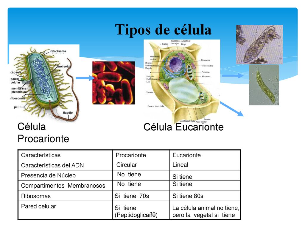 Tipos de célula Célula Procarionte Célula Eucarionte Características