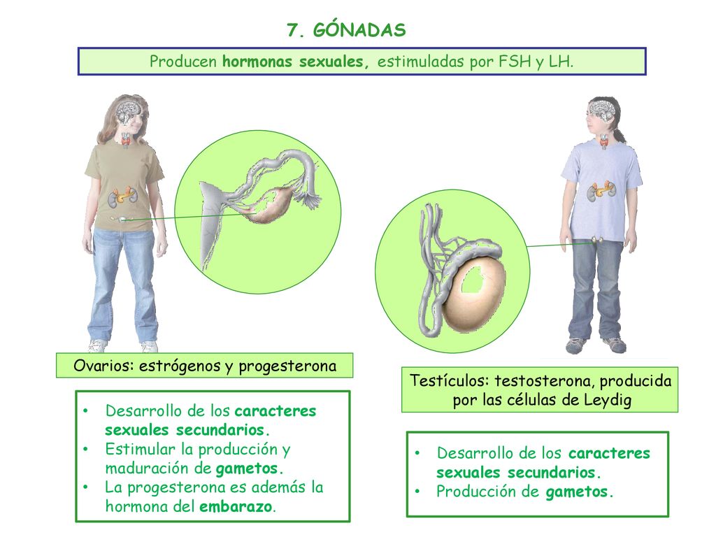 7. GÓNADAS Producen hormonas sexuales, estimuladas por FSH y LH.