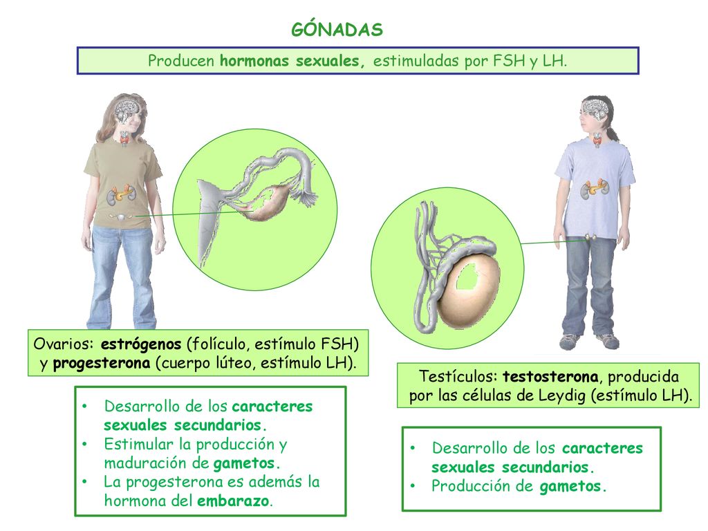 GÓNADAS Producen hormonas sexuales, estimuladas por FSH y LH.