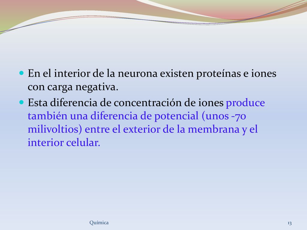 En el interior de la neurona existen proteínas e iones con carga negativa.